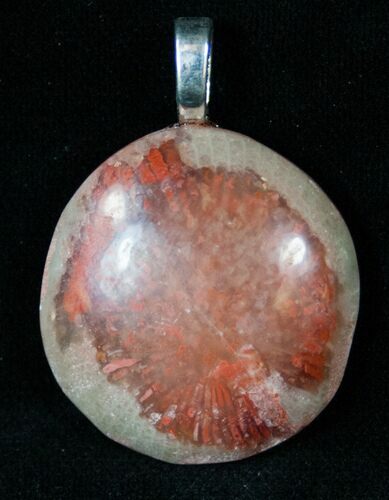 Fossil Red Horn Coral Pendant - Utah #14868